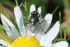 Neomyia cornicina
